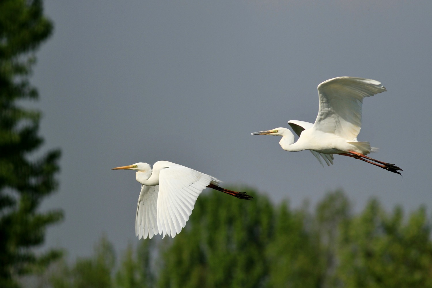 Coppia di Aironi bianchi maggiori