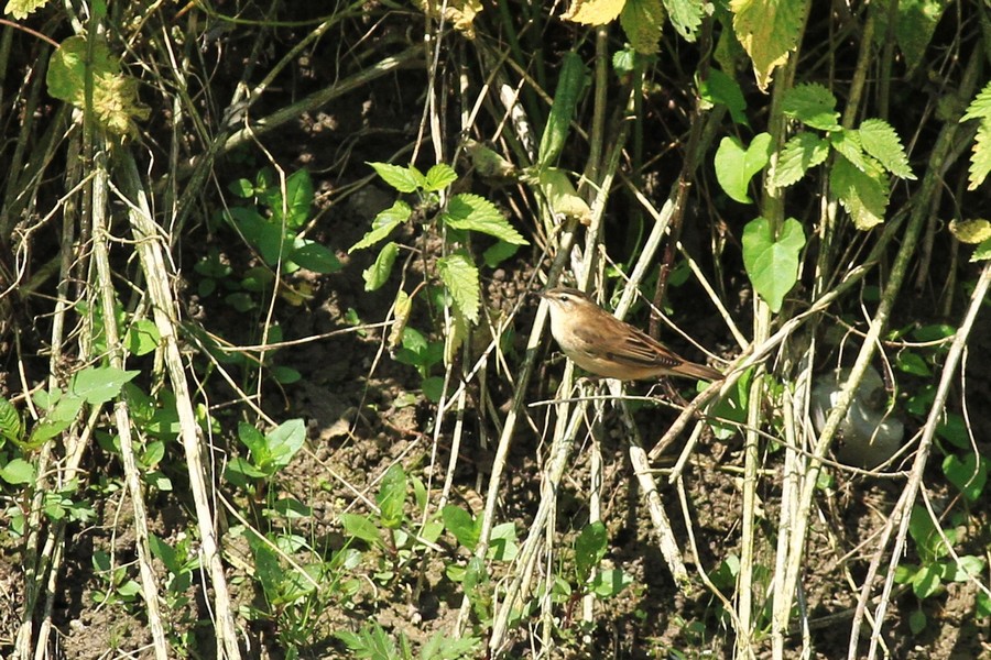 Aiuto identificazione , Forapaglie comune?