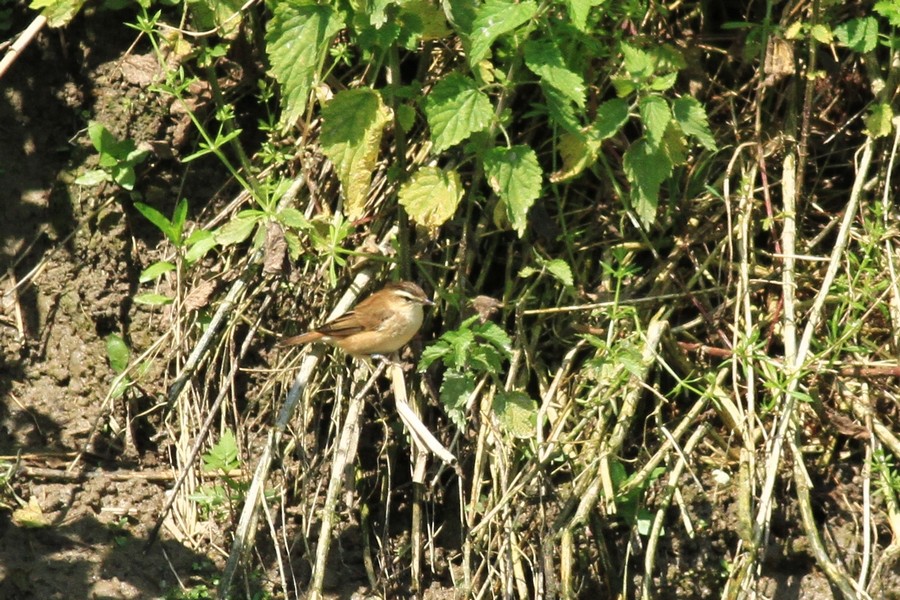 Aiuto identificazione , Forapaglie comune?