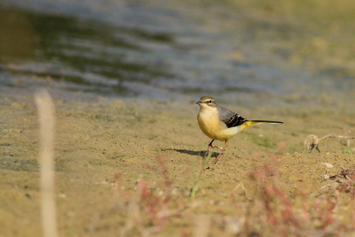 Bellerine, Bianca e Gialla