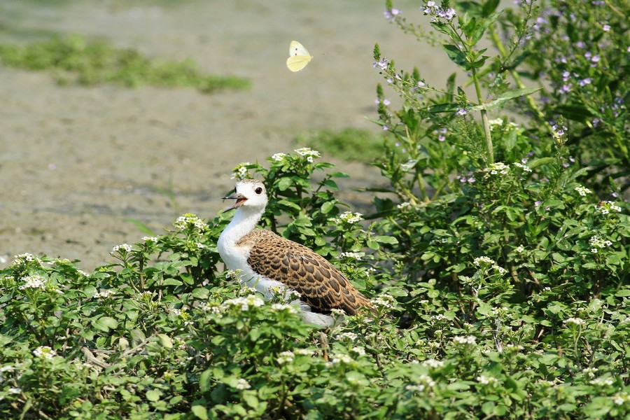 Il Cavaliere e la farfalla