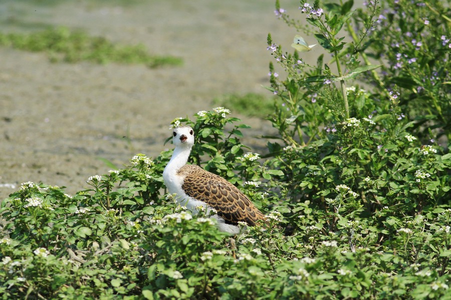 Il Cavaliere e la farfalla