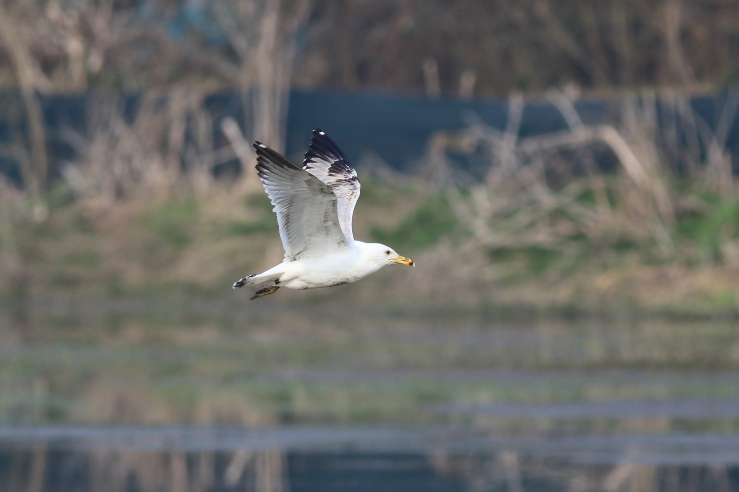Aiuto identificazione Gabbiano