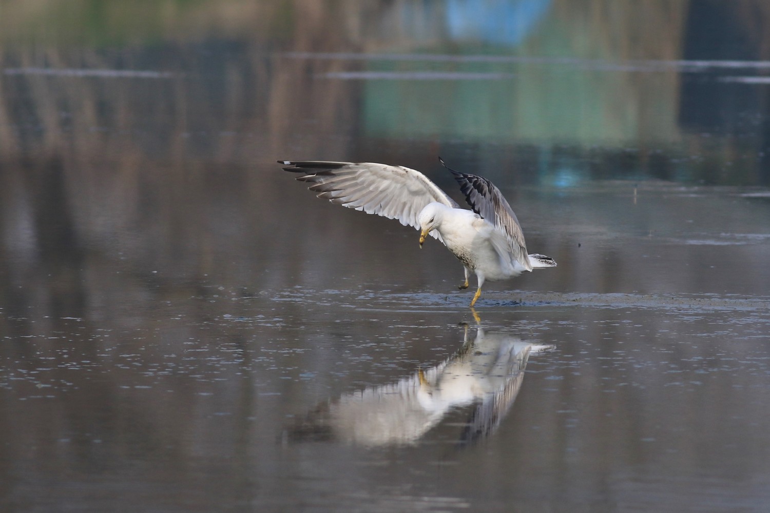 Aiuto identificazione Gabbiano
