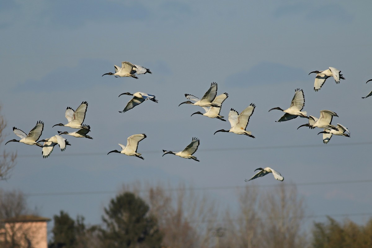 Ibis sacro  ( Threskiornis aethiopicus )