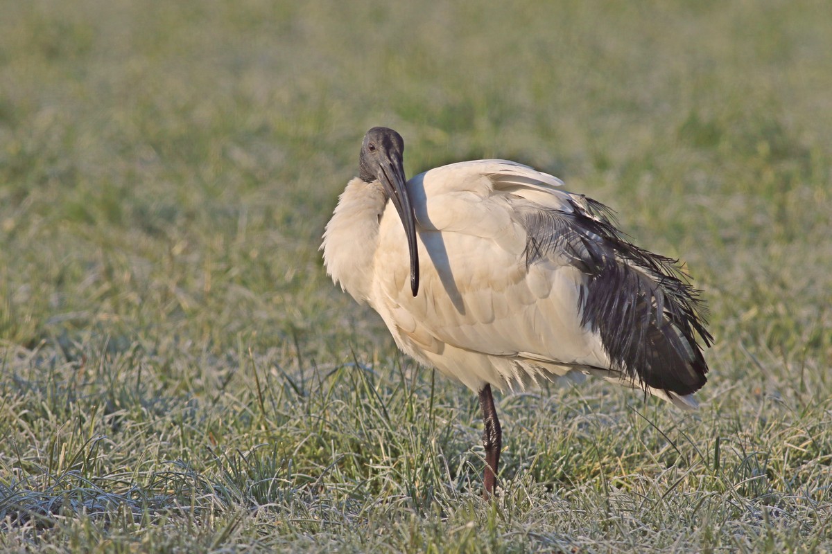 Ibis sacro  ( Threskiornis aethiopicus )