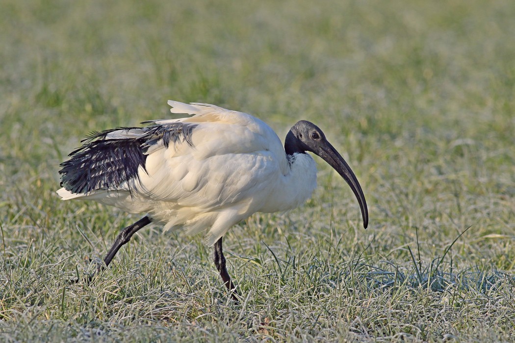 Ibis sacro  ( Threskiornis aethiopicus )