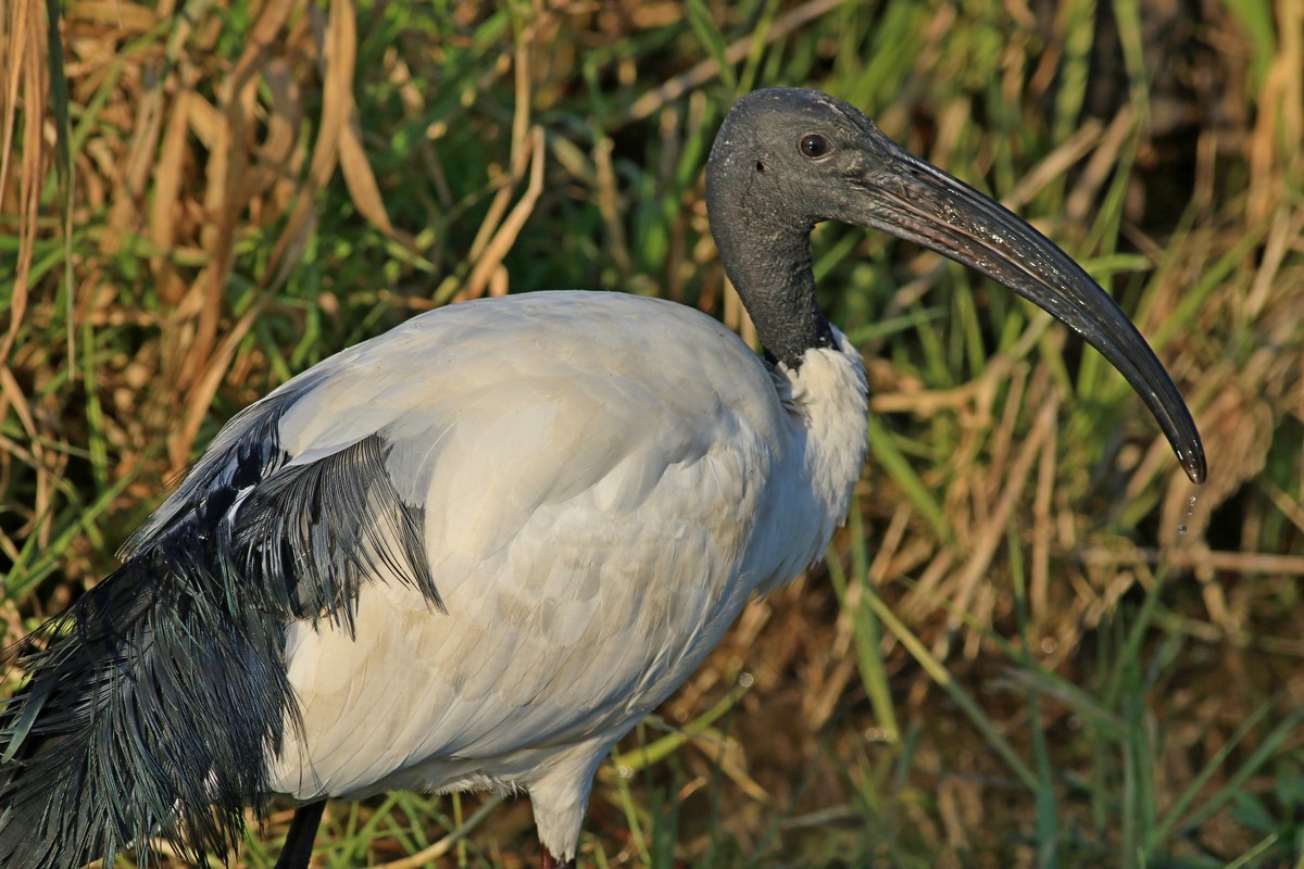 Ibis sacro  ( Threskiornis aethiopicus )