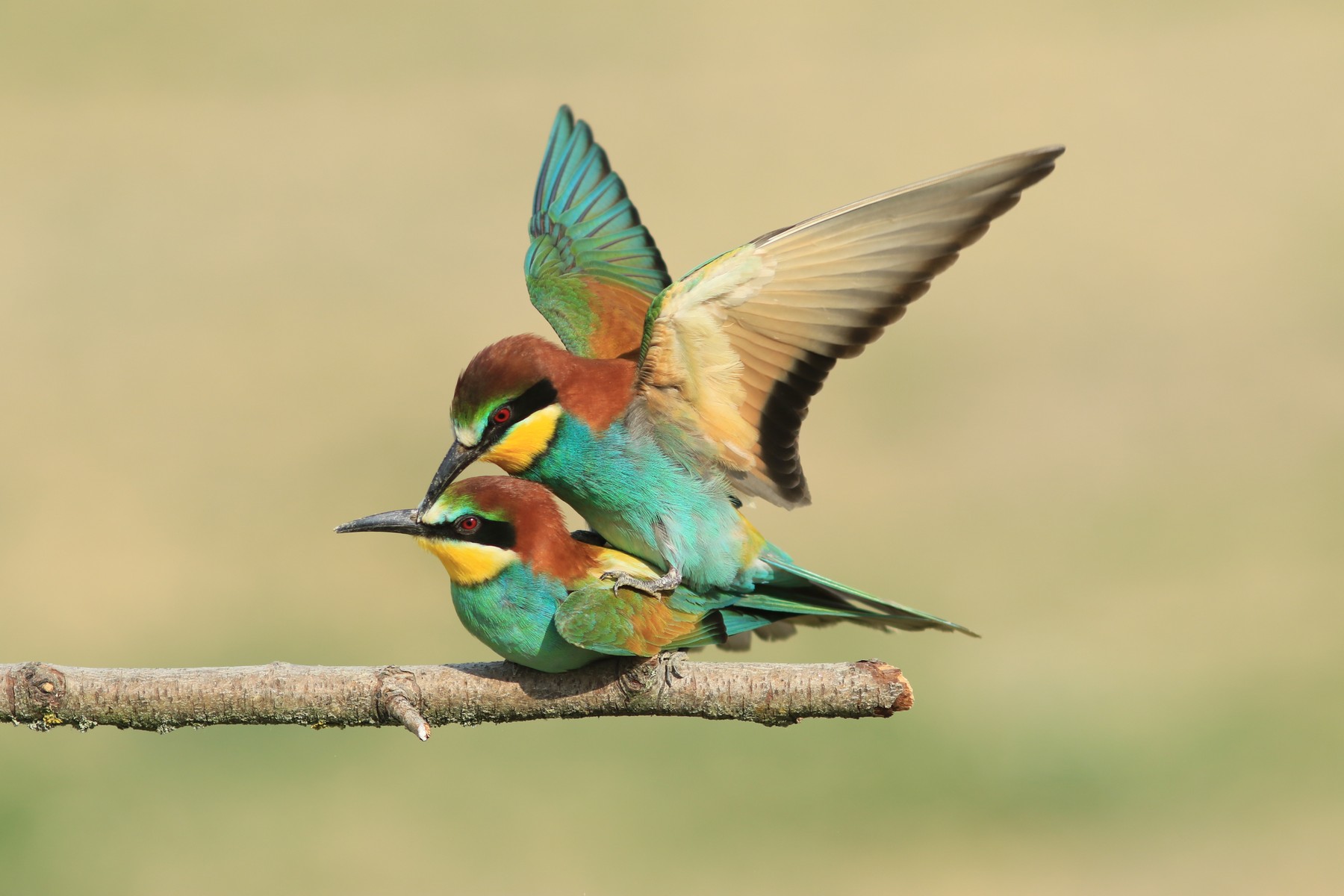 Gruccioni ( Merops apiaster ) ancora loro, vicini vicini