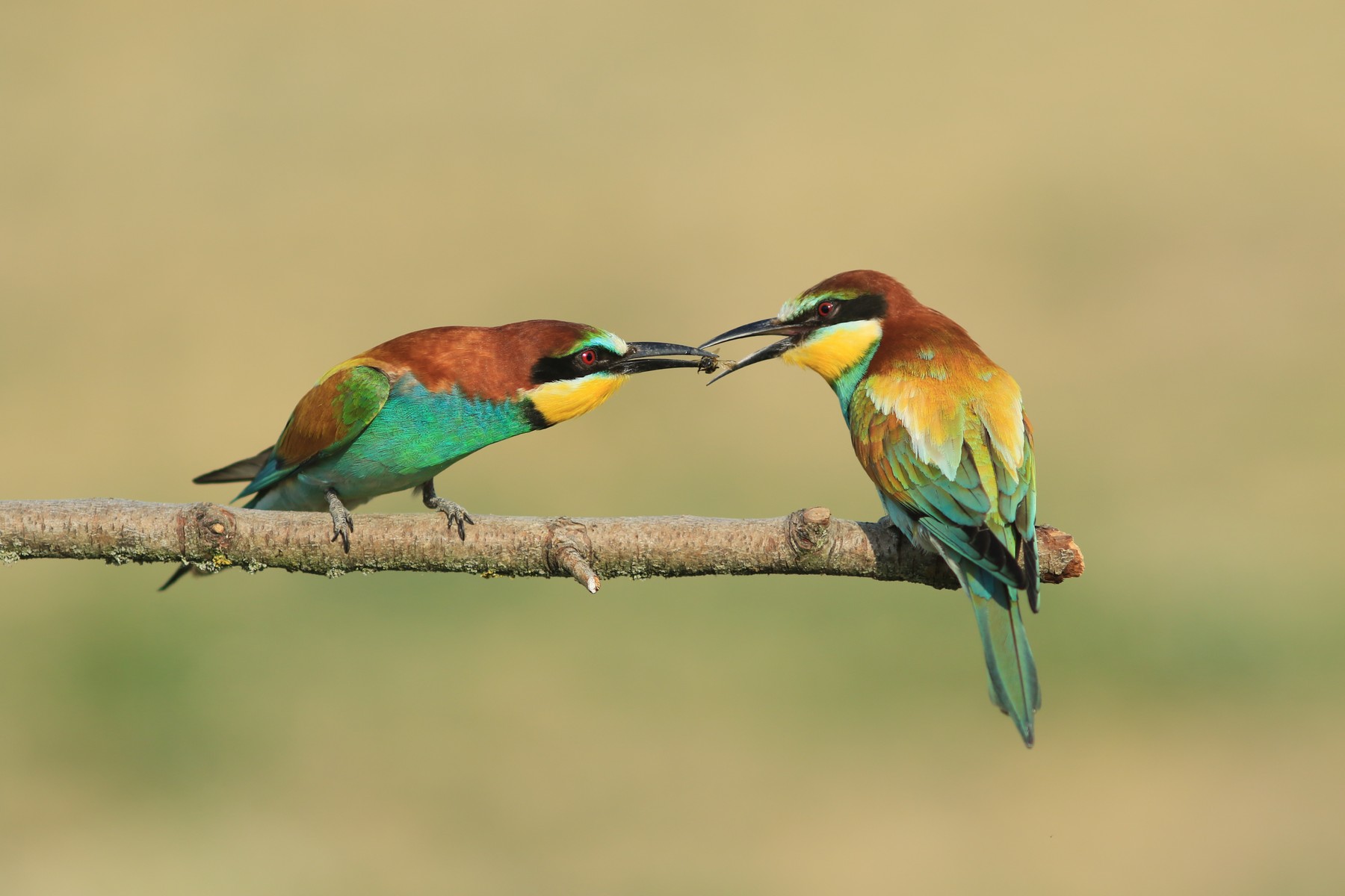 Gruccioni ( Merops apiaster ) ancora loro, vicini vicini