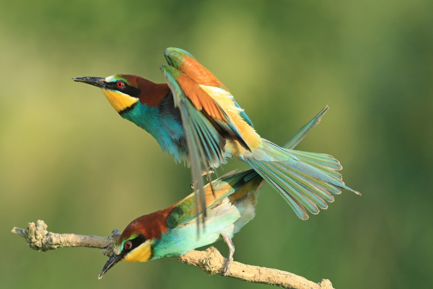 Gruccioni ( Merops apiaster ) ancora loro, vicini vicini