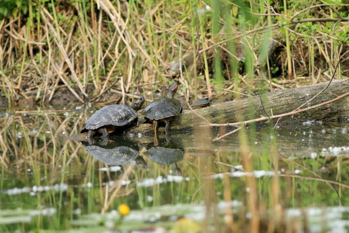 Trachemys scripta elegans del Parco Adda