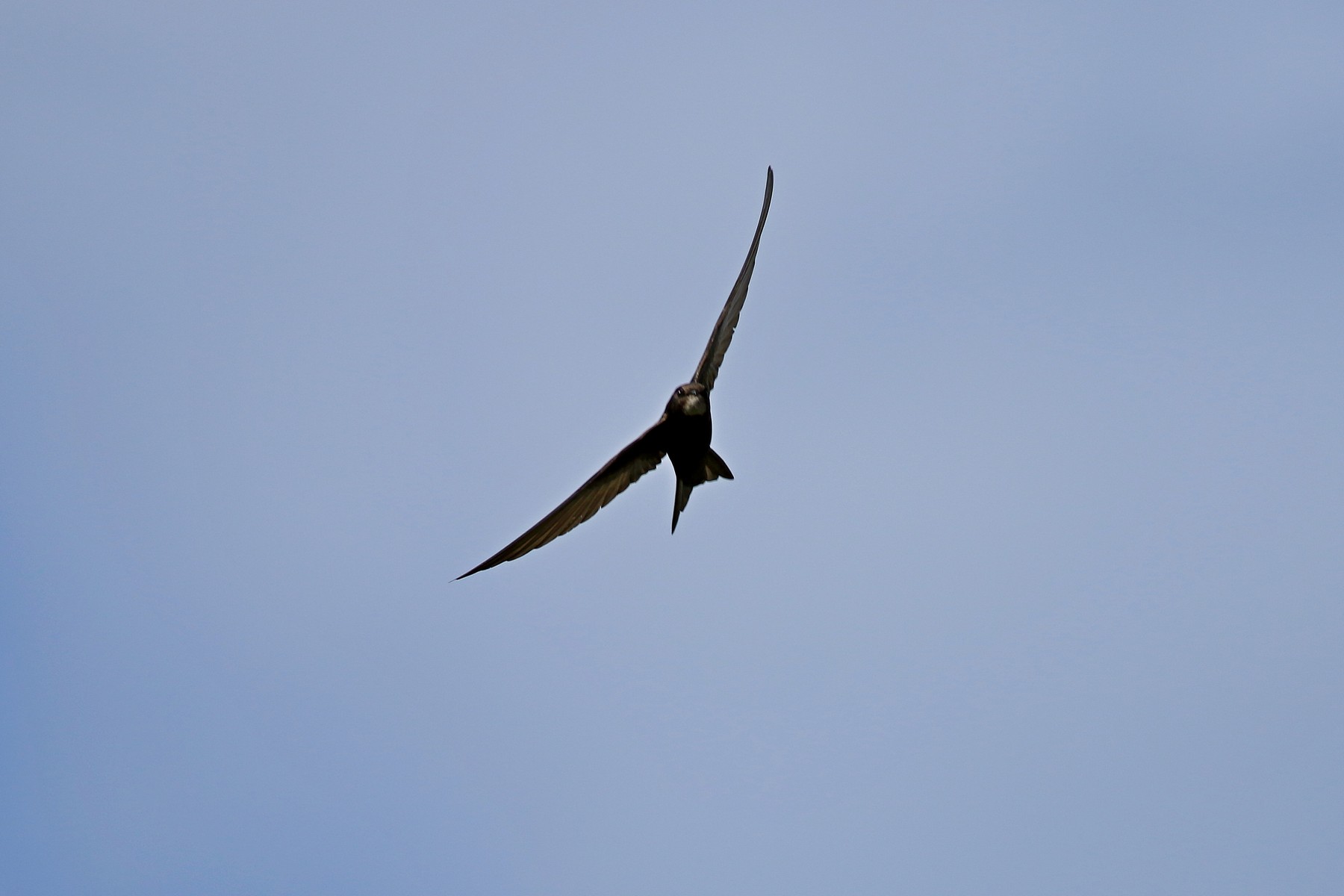 Rondoni comuni ( Apus apus )