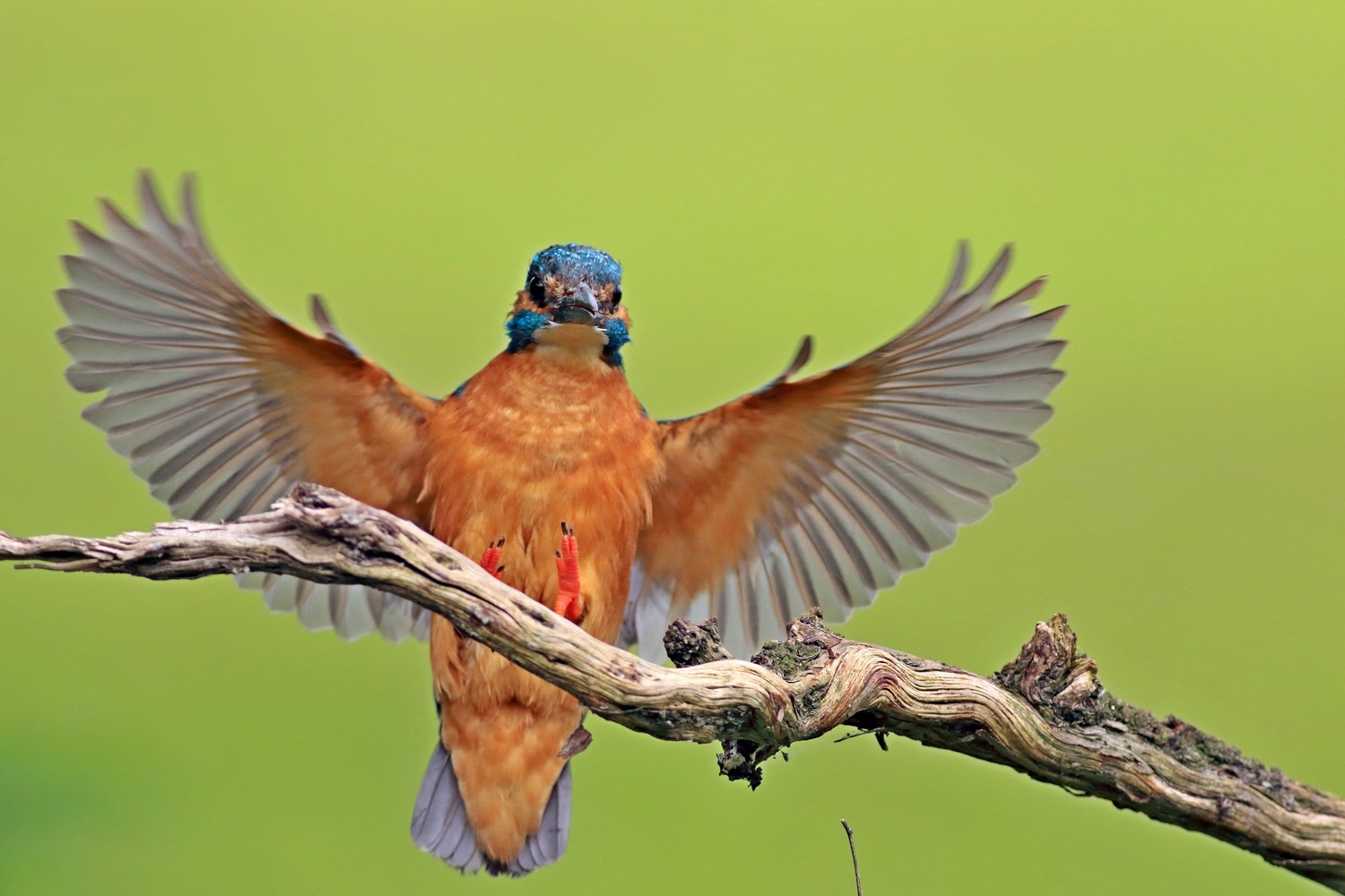 Martin pescatore (Alcedo atthis) in arrivo sul posatoio