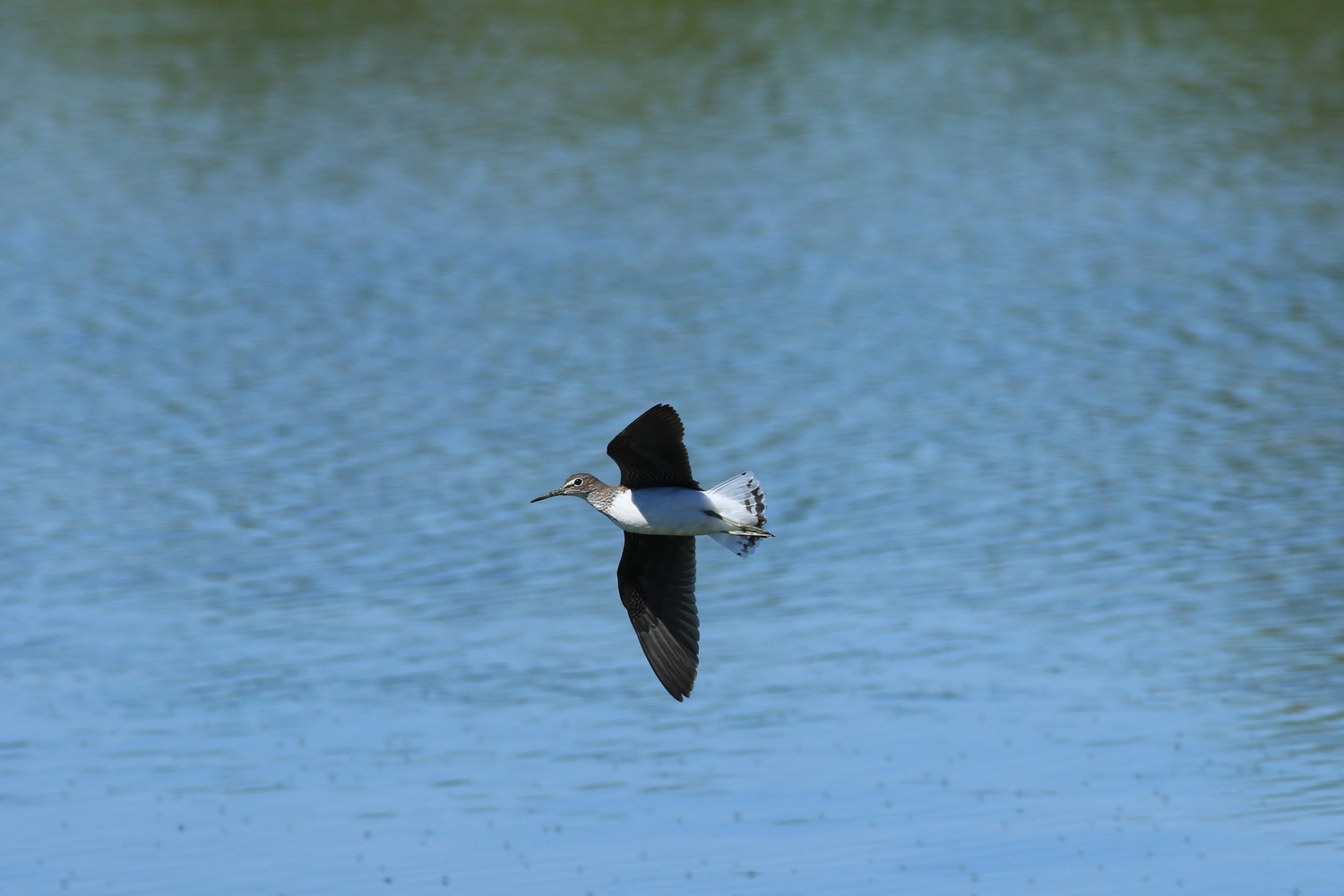 Piro piro culbianco ( Tringa ochropus ) al volo