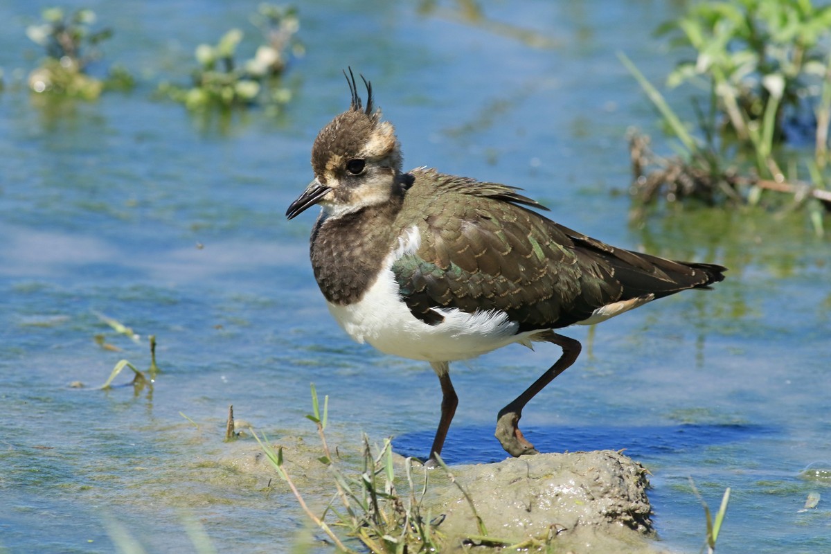 Pavoncella (Vanellus vanellus ) -Ritratti e in volo