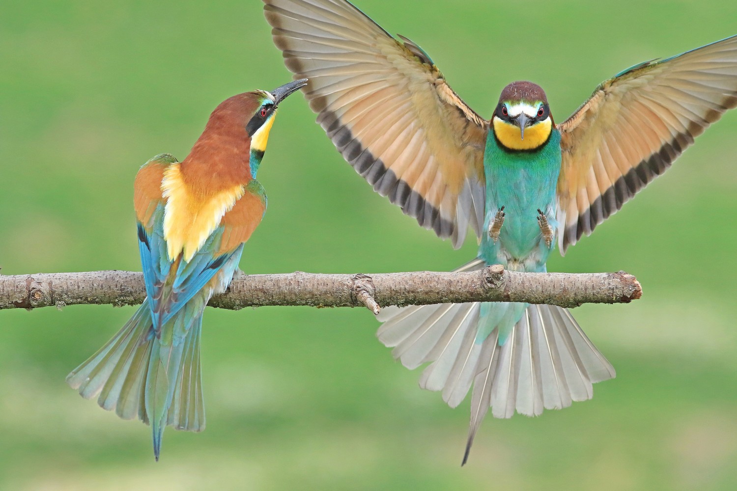 Gruccioni ( Merops apiaster ) ancora loro, vicini vicini