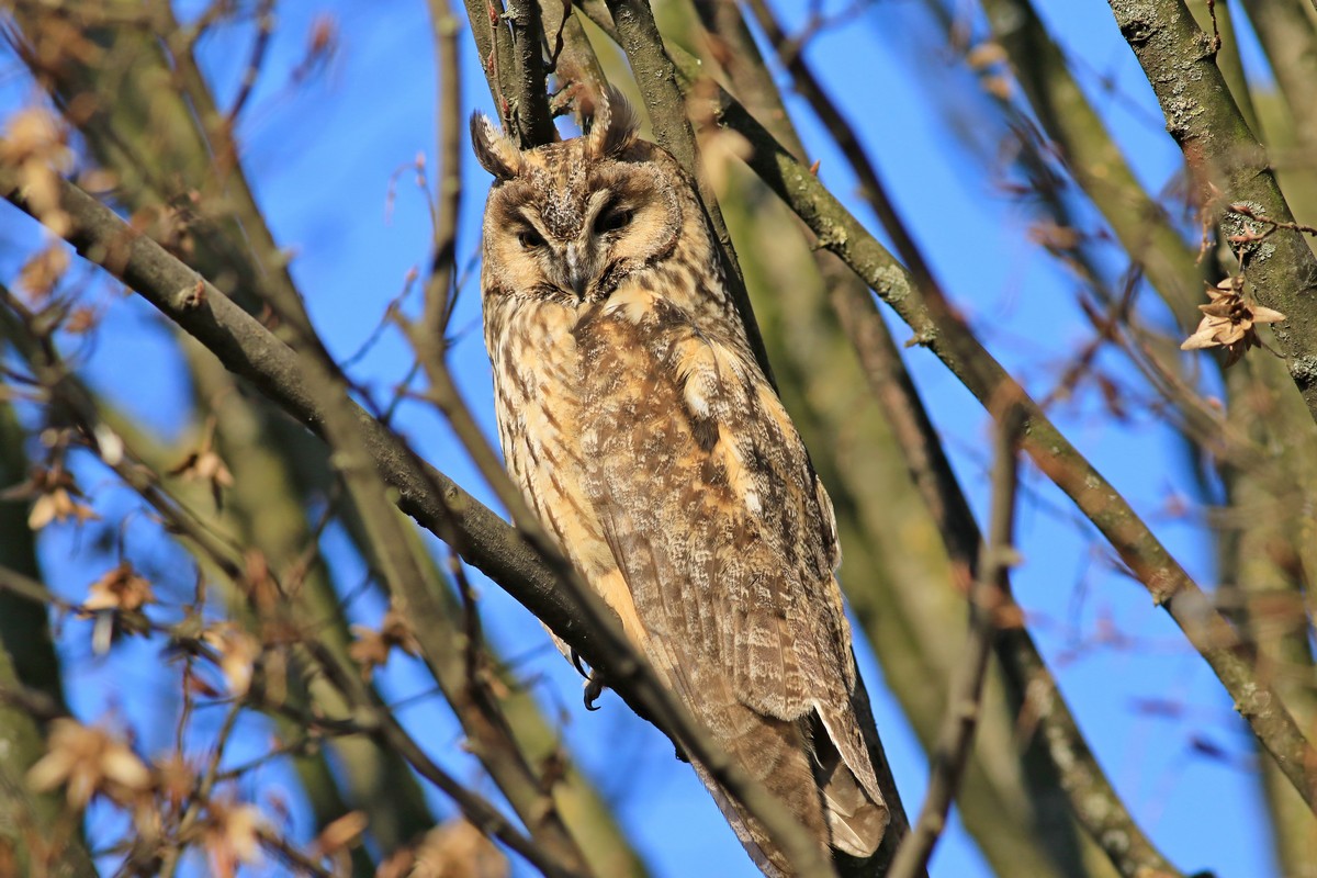 Gufo comune ( Asio otus )