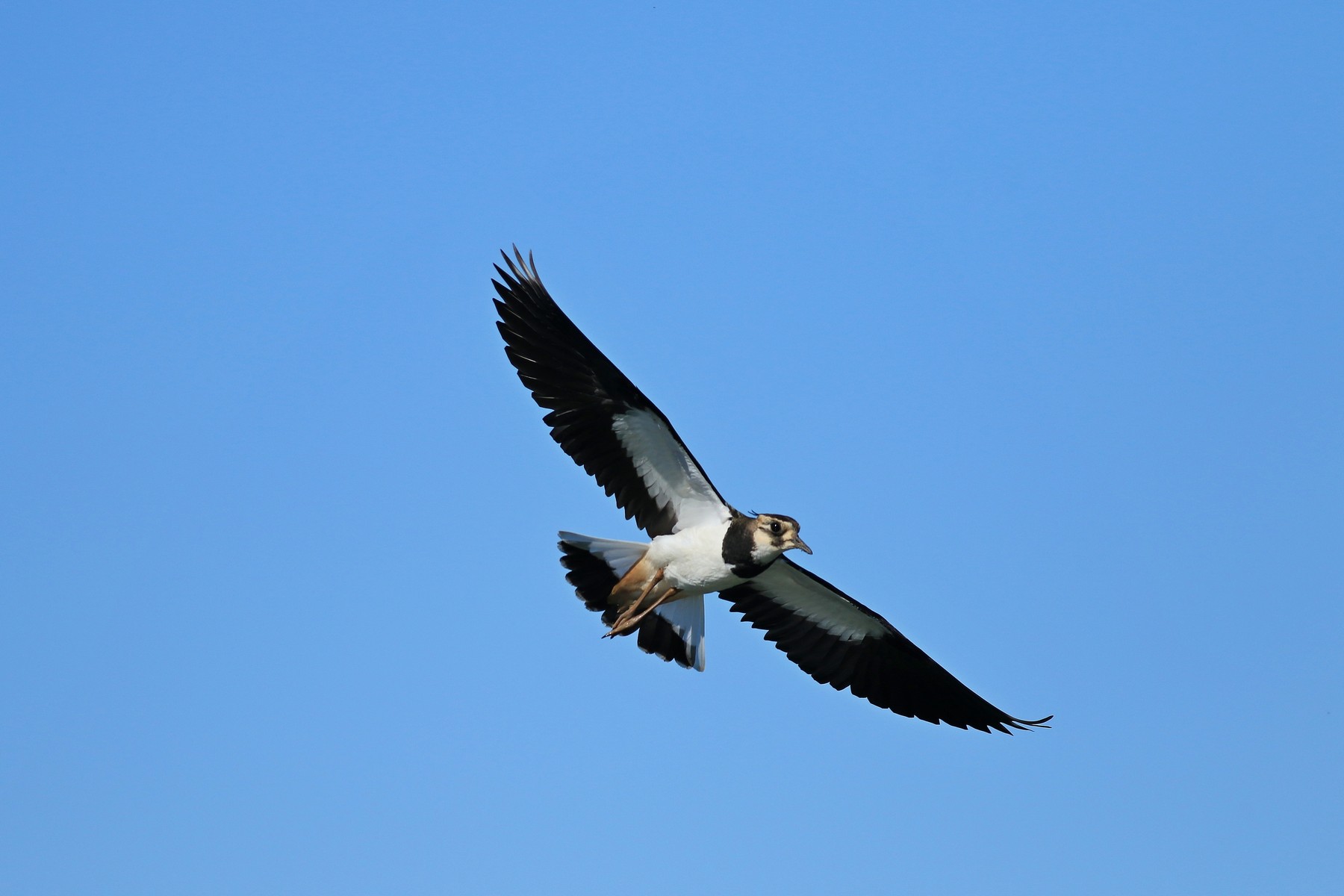 Pavoncella (Vanellus vanellus ) -Ritratti e in volo