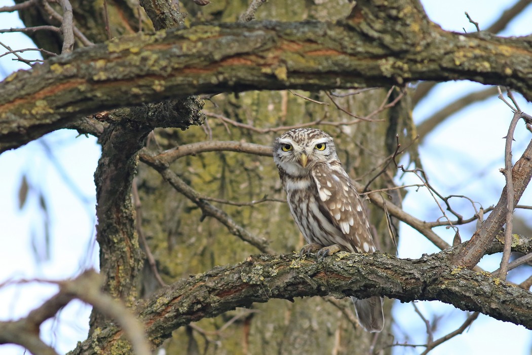 Civetta ( Athene noctua )