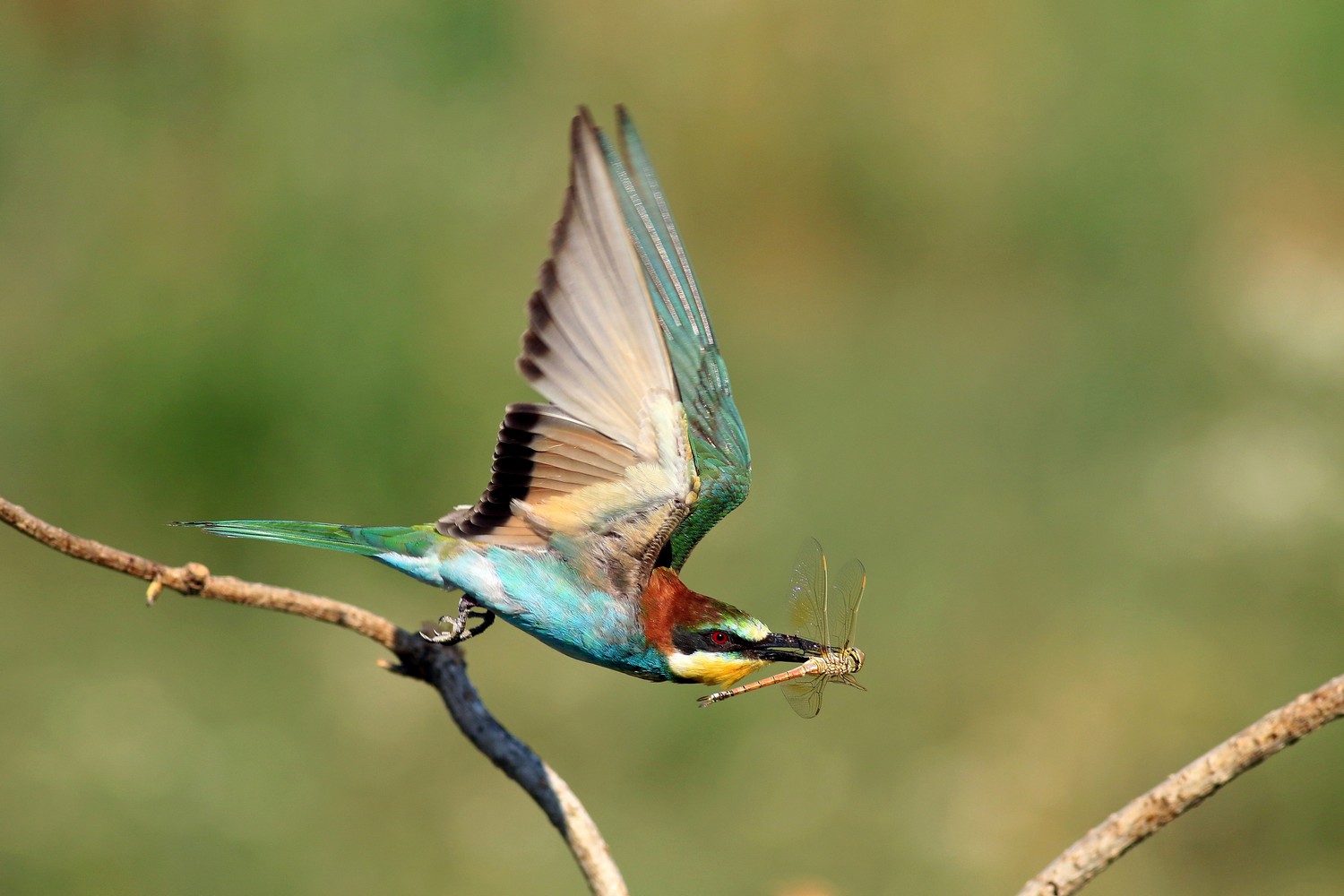 Ad ali spiegate, il sogno di Icaro.