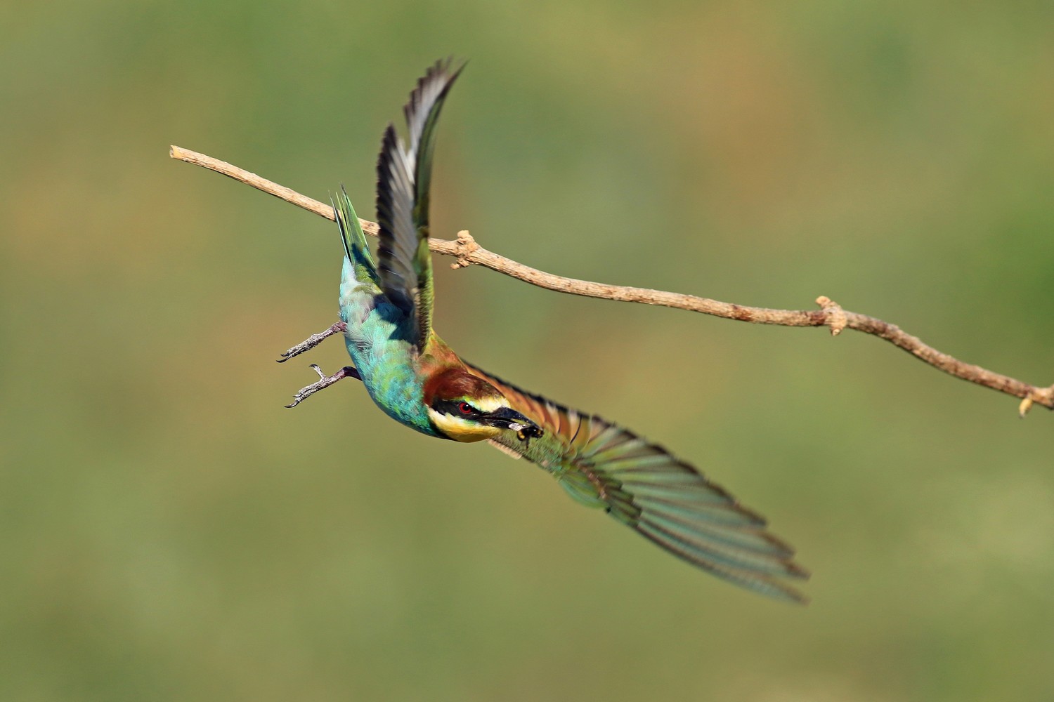 Ad ali spiegate, il sogno di Icaro.