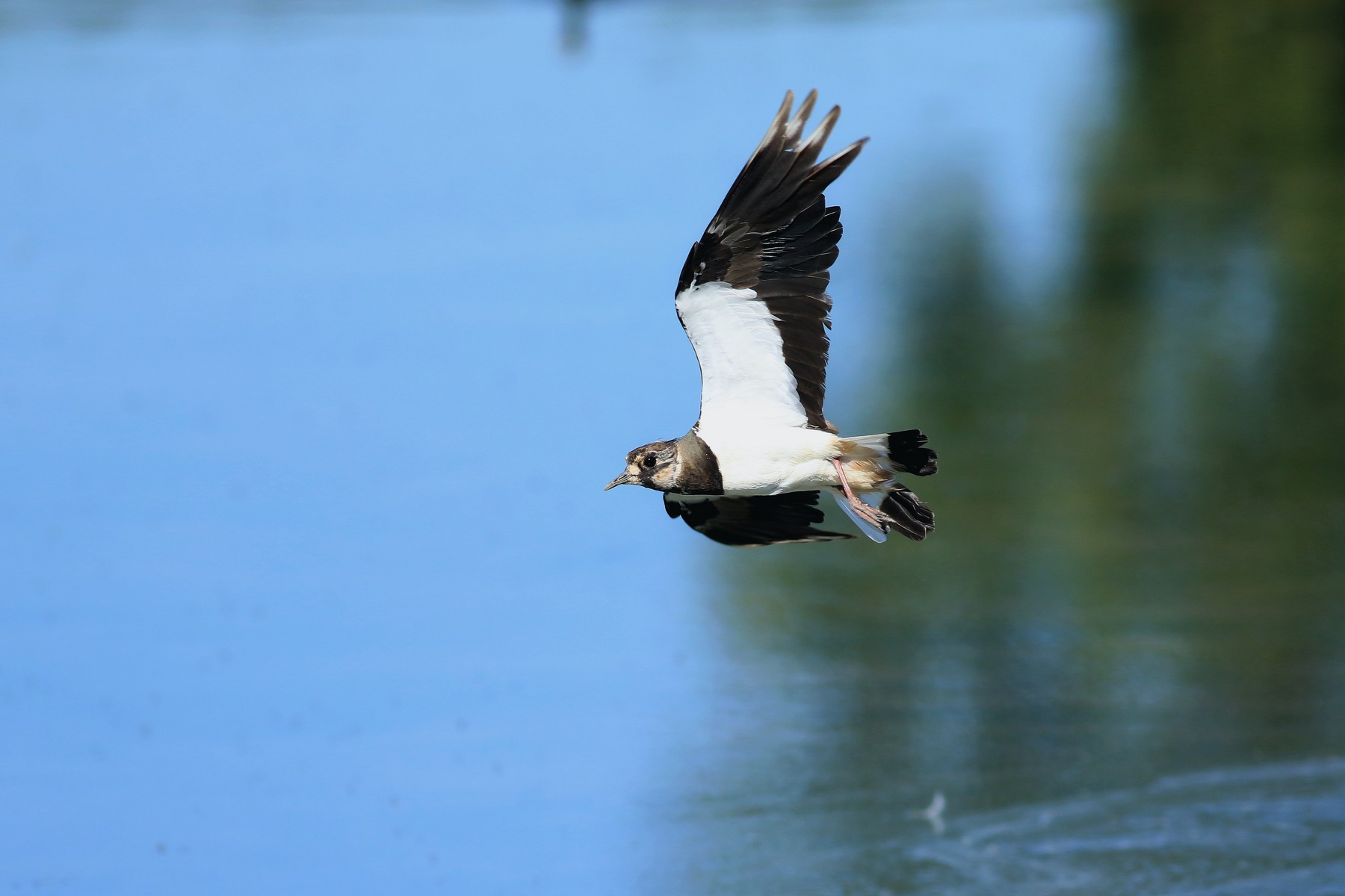 Pavoncella (Vanellus vanellus ) -Ritratti e in volo