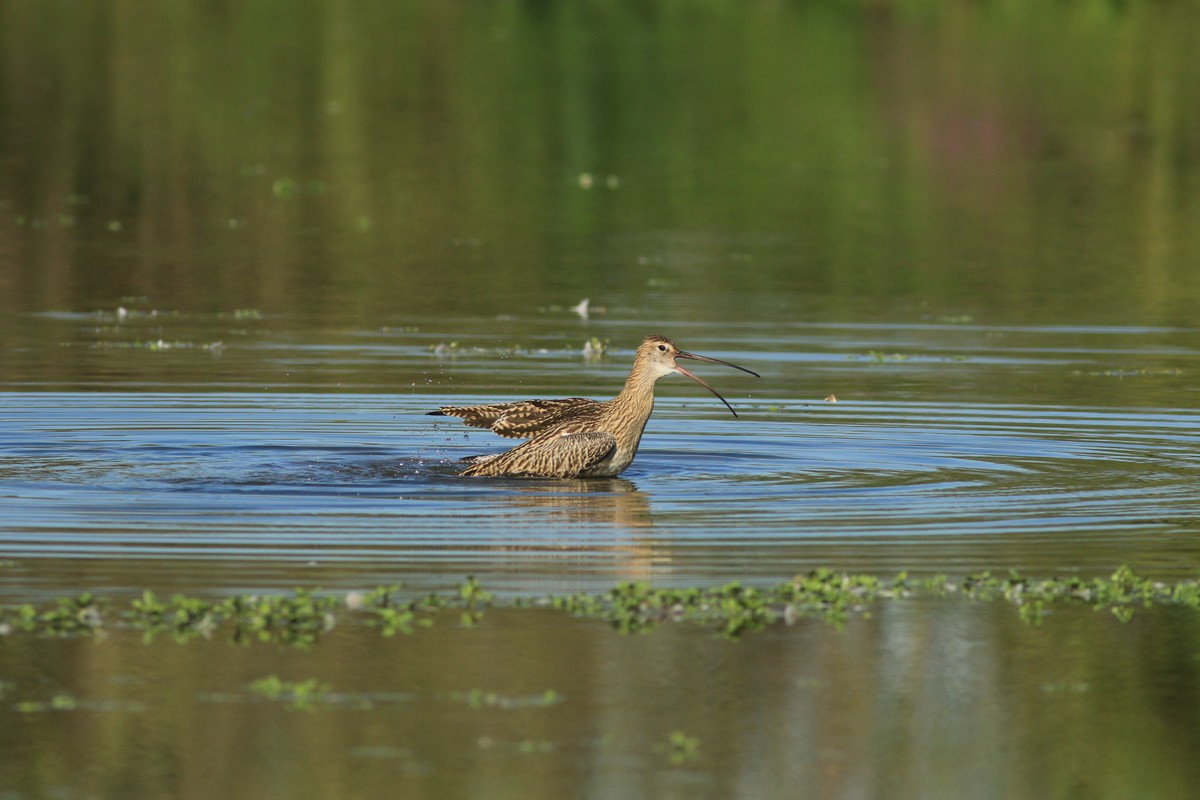 Chiurlo maggiore ( Numenius arquata )