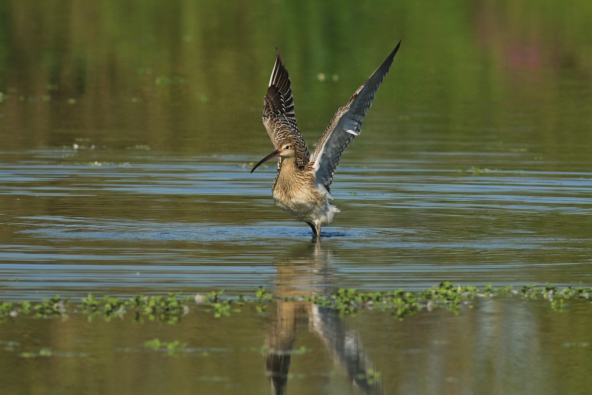 Chiurlo maggiore ( Numenius arquata )