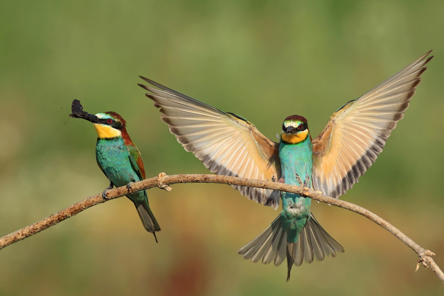 Ad ali spiegate, il sogno di Icaro.