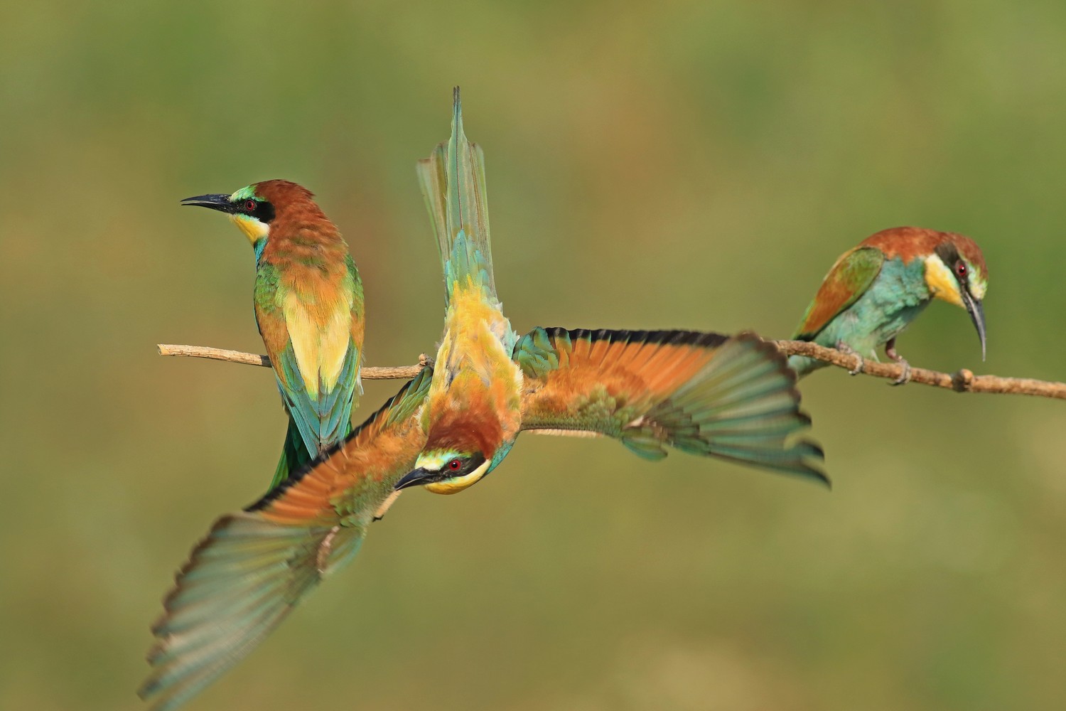 Ad ali spiegate, il sogno di Icaro.