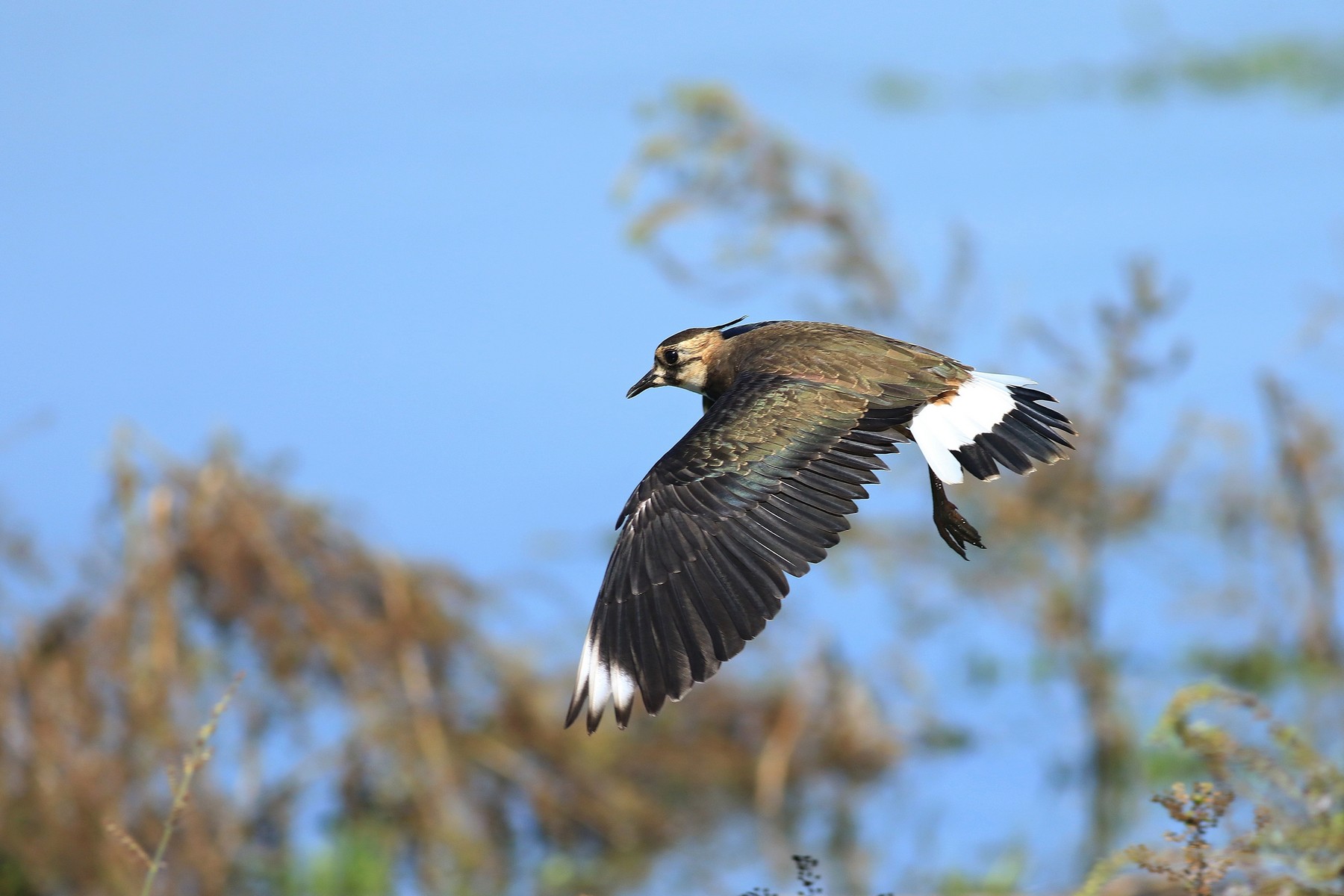 Pavoncella (Vanellus vanellus ) -Ritratti e in volo