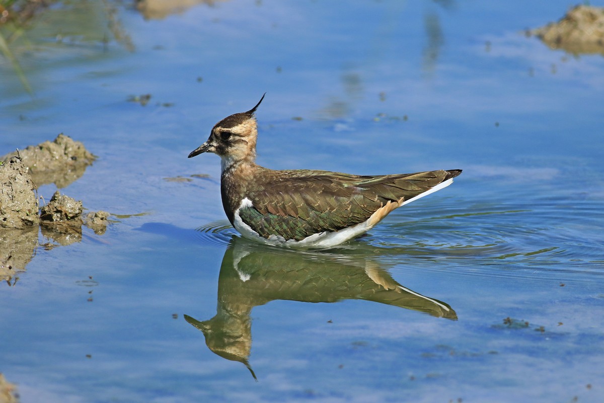 Pavoncella (Vanellus vanellus ) -Ritratti e in volo