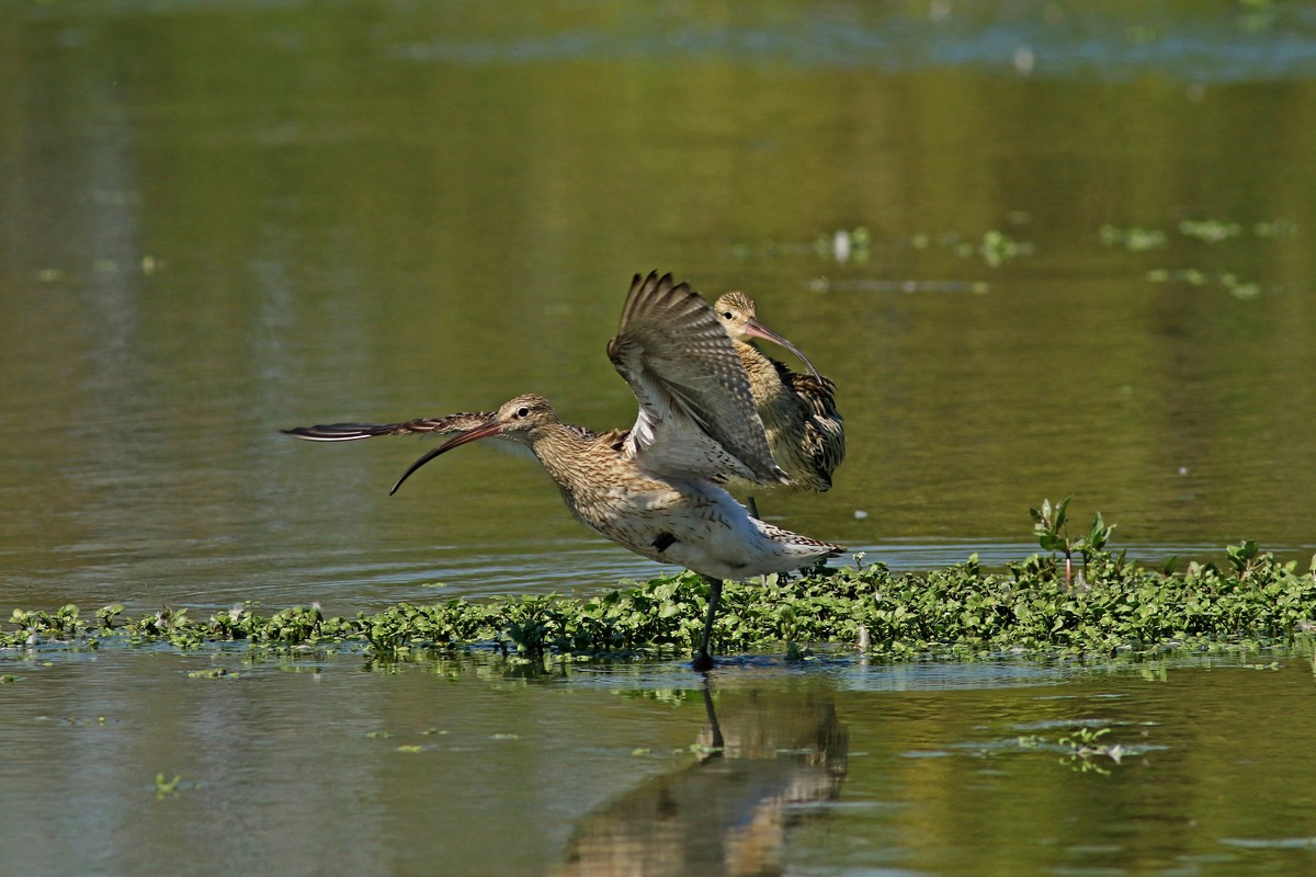 Chiurlo maggiore ( Numenius arquata )