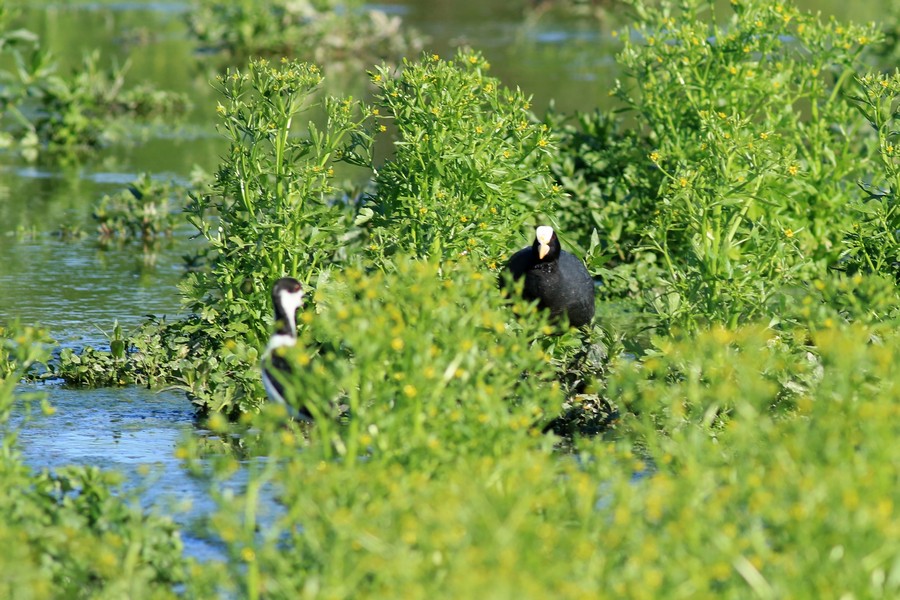 Folaga preda uova di Cavaliere d''Italia