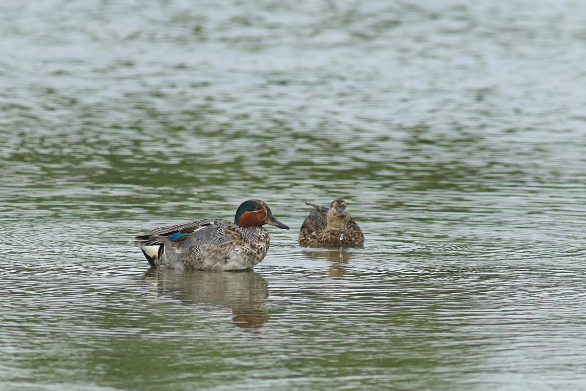 Alzavola ( Anas crecca )