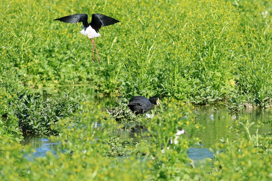 Folaga preda uova di Cavaliere d''Italia