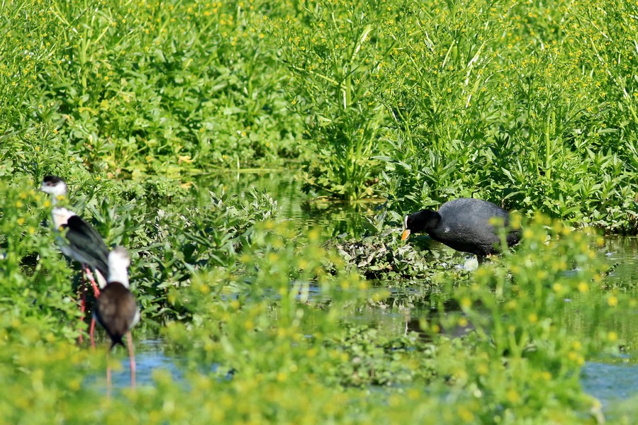 Folaga preda uova di Cavaliere d''Italia