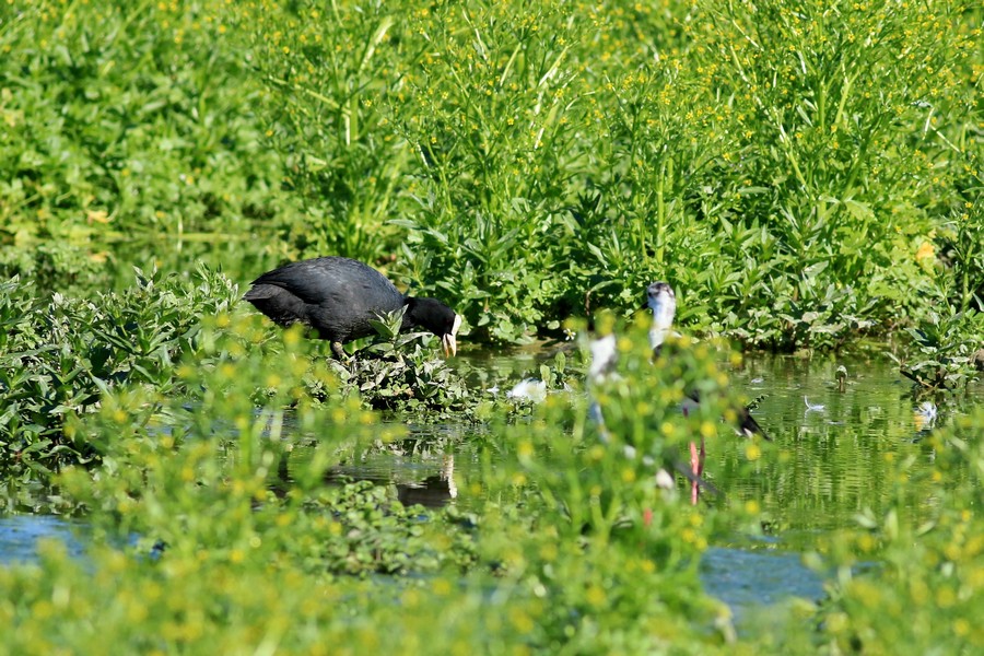 Folaga preda uova di Cavaliere d''Italia