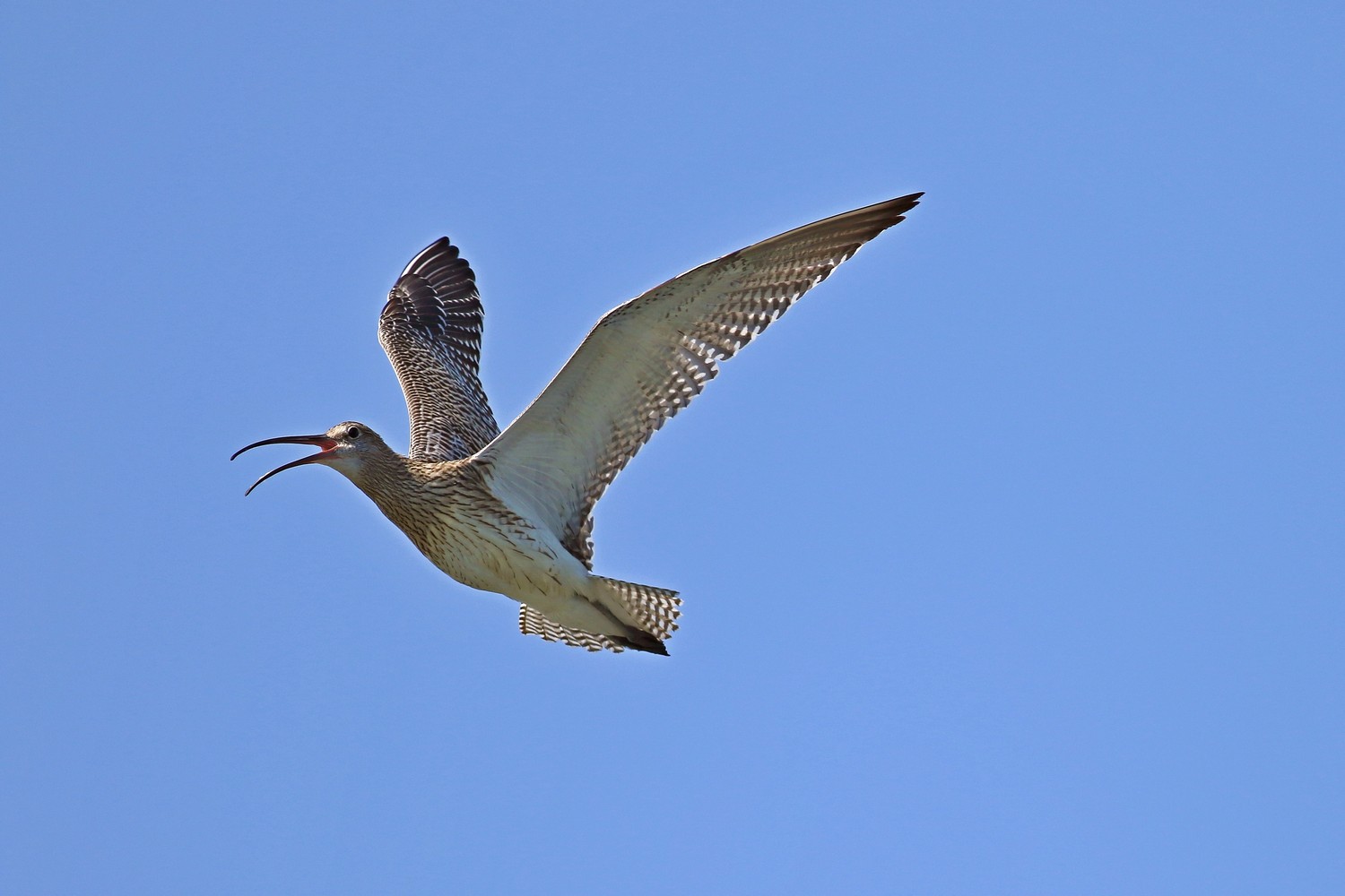 Chiurlo maggiore ( Numenius arquata )