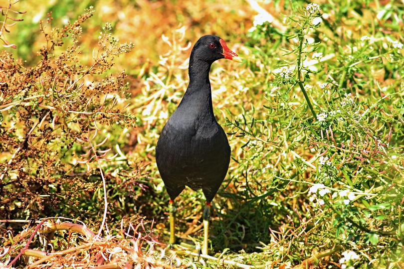 Gallinelle d''acqua (Gallinula chloropus ) - ritratto