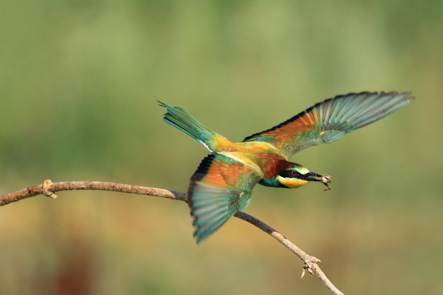 Ad ali spiegate, il sogno di Icaro.