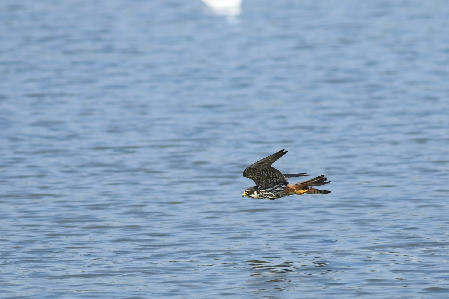 Lodolaio  (Falco subbuteo) e le sue prede