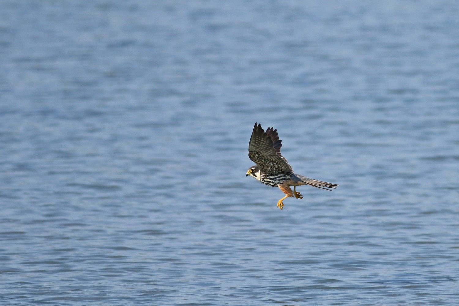 Lodolaio  (Falco subbuteo) e le sue prede