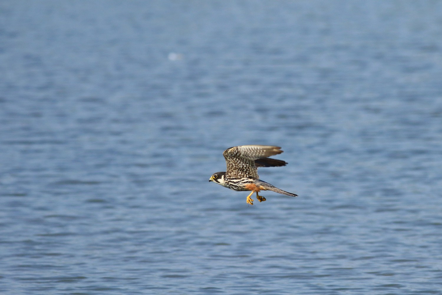 Lodolaio  (Falco subbuteo) e le sue prede