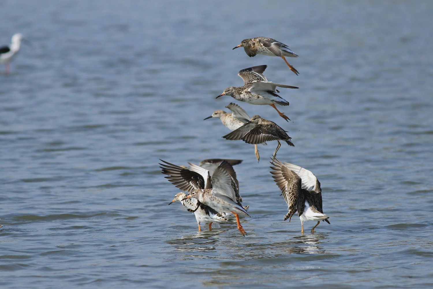 Combattente ( Philomachus pugnax )