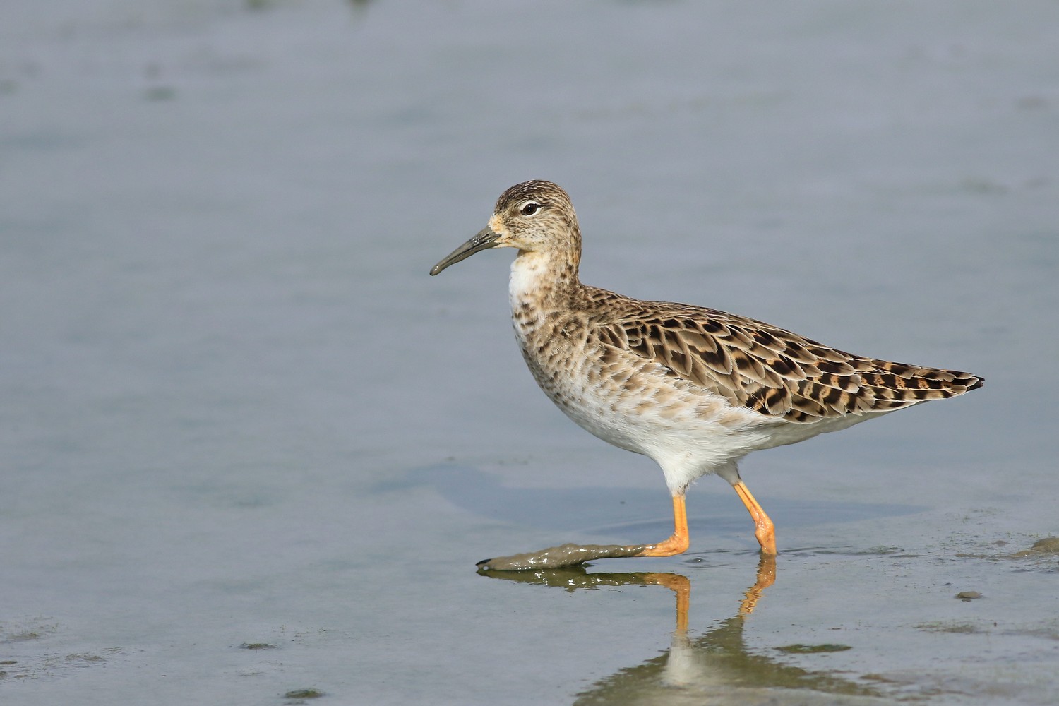 Combattente ( Philomachus pugnax )