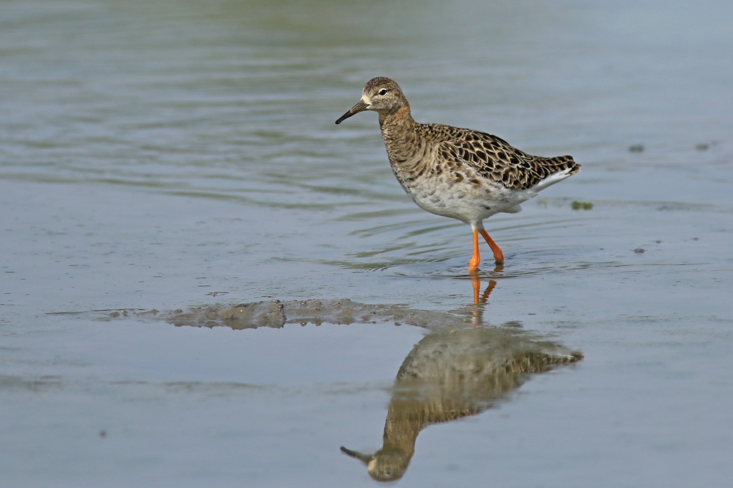 Combattente ( Philomachus pugnax )