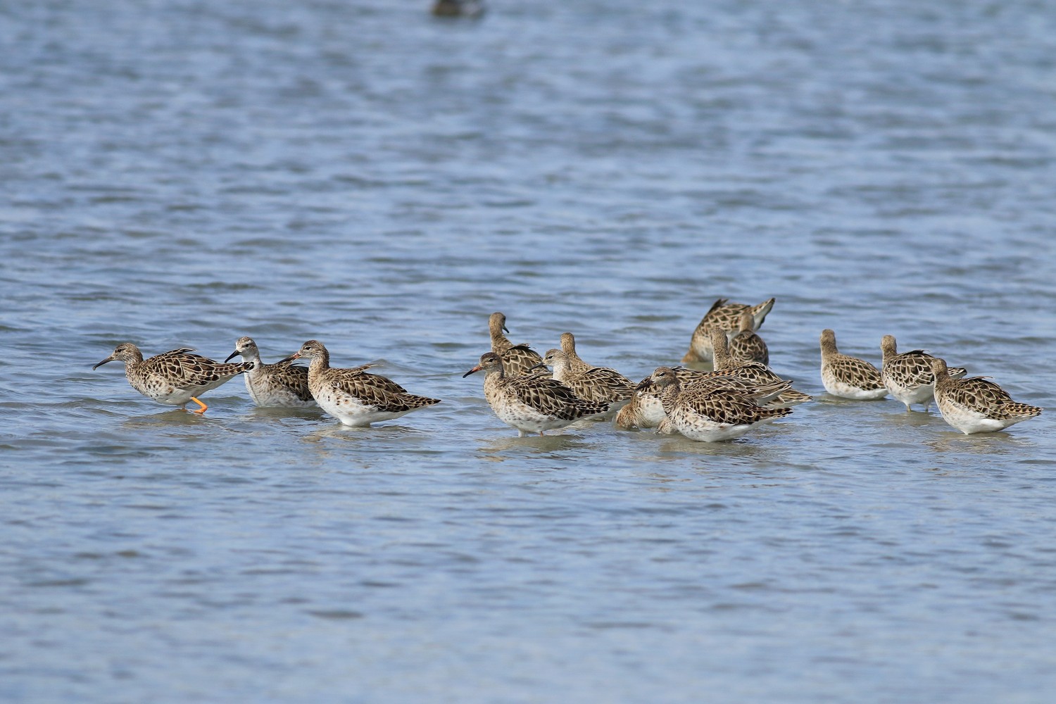 Combattente ( Philomachus pugnax )