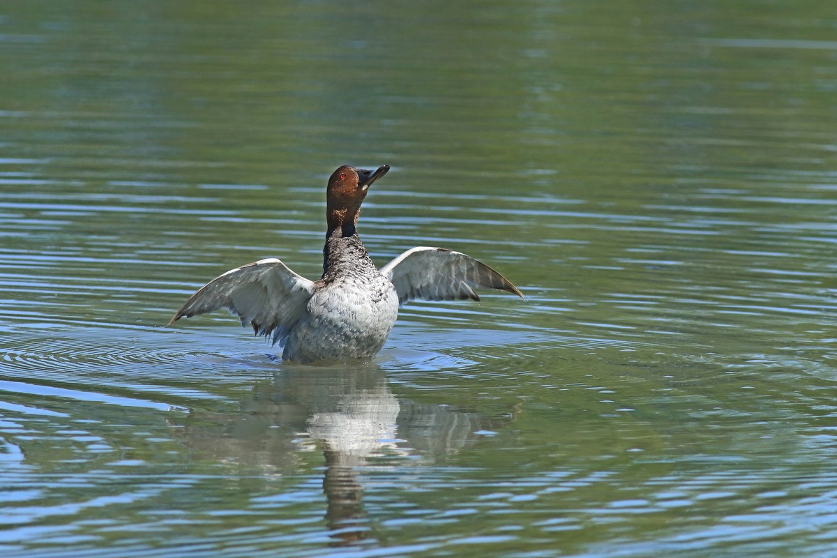 Moriglione  ( Aythya ferina )